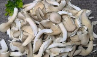 高原黄蘑菇家常做法 平菇的家常做法